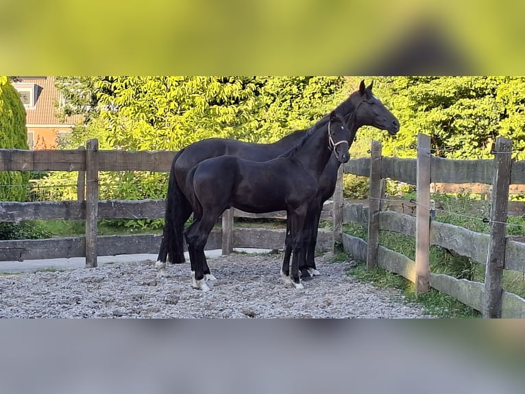 KWPN Hengst Veulen (05/2025) Zwart in Damw&#xE2;ld