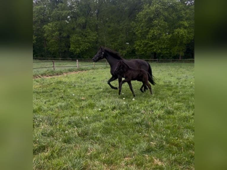 KWPN Hengst Veulen (04/2025) Zwart in Lutten