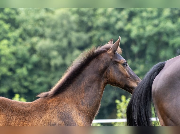 KWPN Hengst Veulen (04/2025) Zwart in Lutten