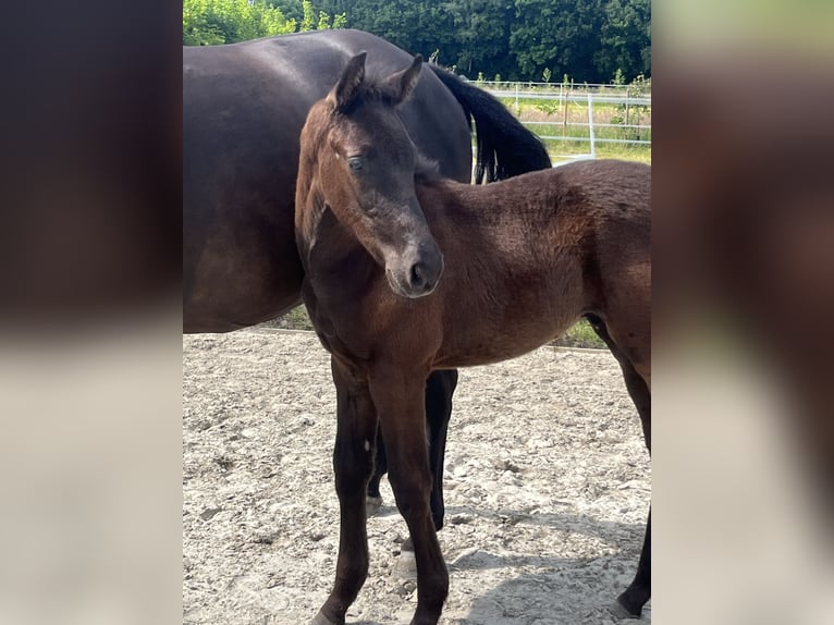 KWPN Hengst Veulen (04/2025) Zwart in Lutten