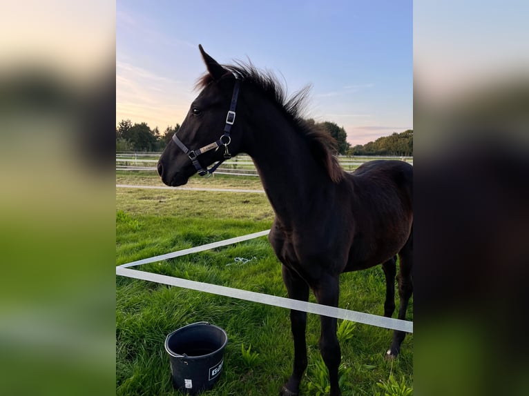 KWPN Hengst Veulen (04/2025) Zwart in Lutten