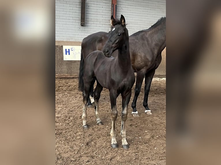 KWPN Hengst veulen (06/2024) Zwart in Markelo