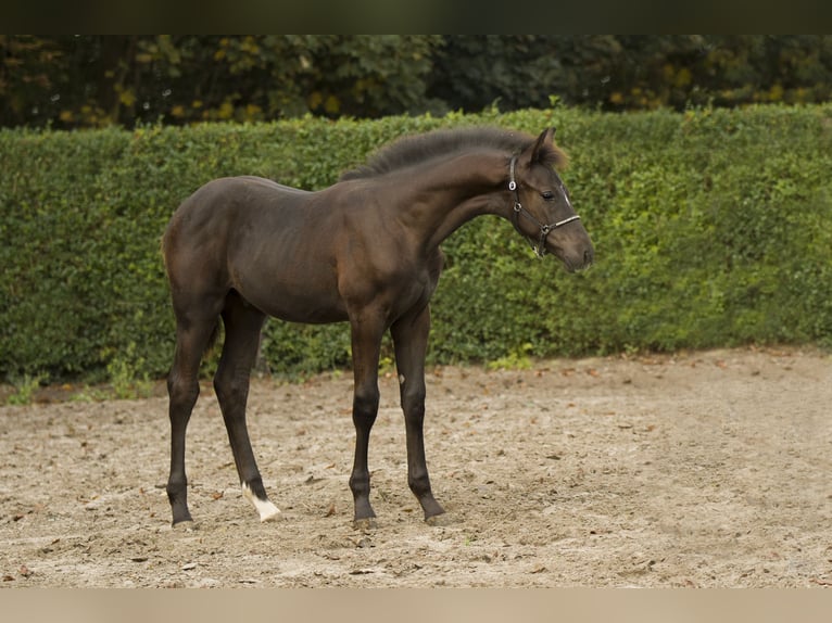 KWPN Hengst veulen (06/2024) Zwartbruin in Dronten