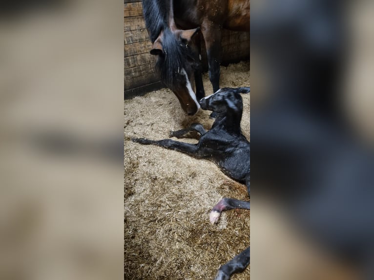 KWPN Hengst Veulen (06/2025) Zwartbruin in Ermelo