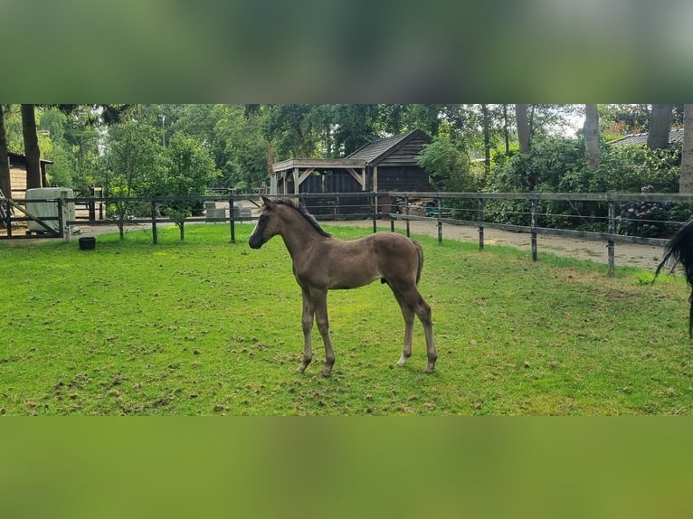 KWPN Hengst Veulen (06/2025) Zwartbruin in Ermelo