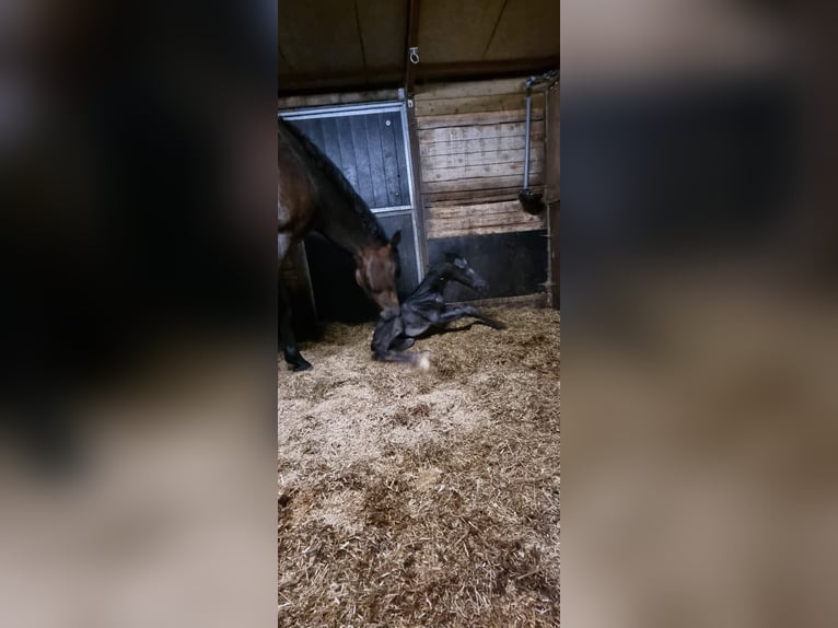 KWPN Hengst Veulen (06/2025) Zwartbruin in Ermelo