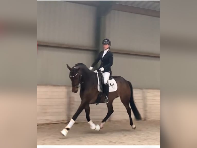 KWPN Hengst Veulen (05/2025) Zwartbruin in Rockanje