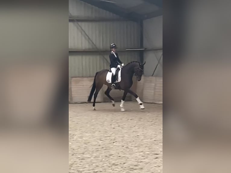 KWPN Hengst Veulen (05/2025) Zwartbruin in Rockanje