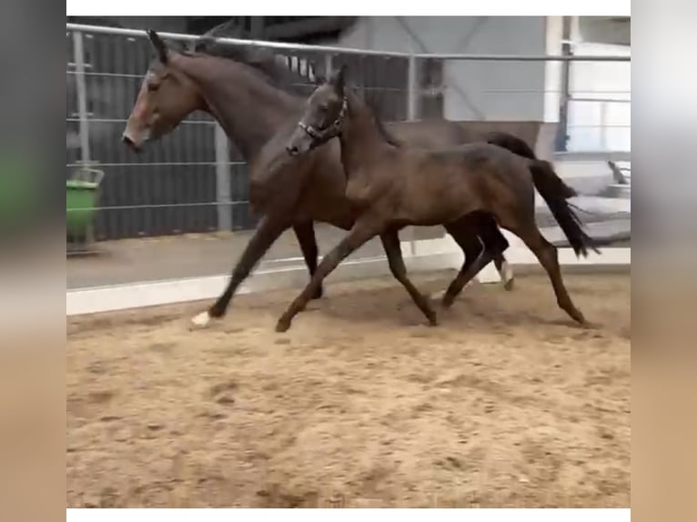 KWPN Hengst Veulen (05/2025) Zwartbruin in Rockanje
