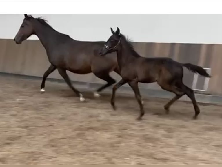 KWPN Hengst Veulen (05/2025) Zwartbruin in Rockanje