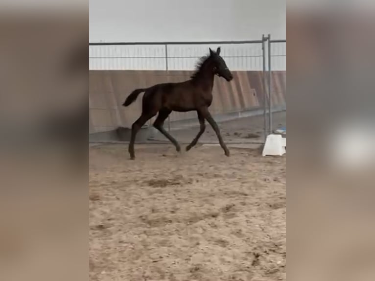 KWPN Hengst Veulen (05/2025) Zwartbruin in Rockanje