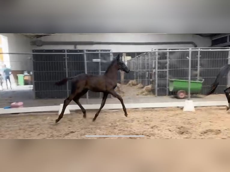 KWPN Hengst Veulen (05/2025) Zwartbruin in Rockanje