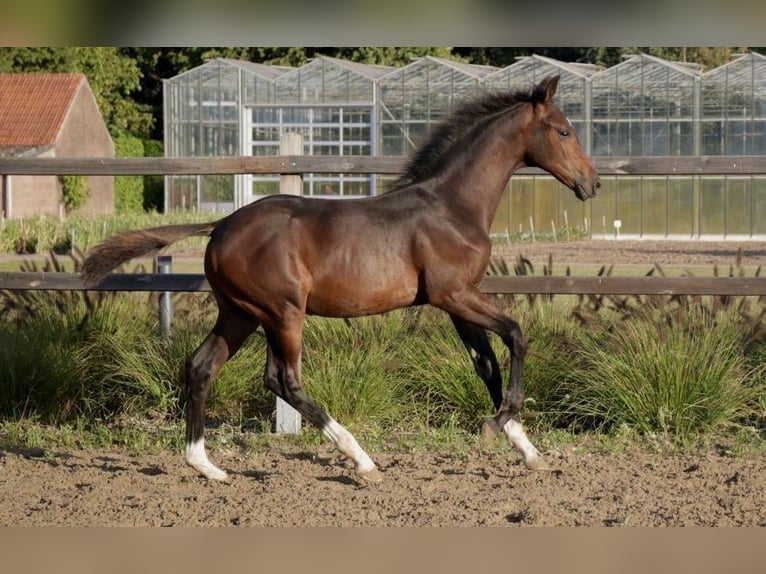 KWPN Hengst Veulen (04/2025) Zwartbruin in Zevenbergen