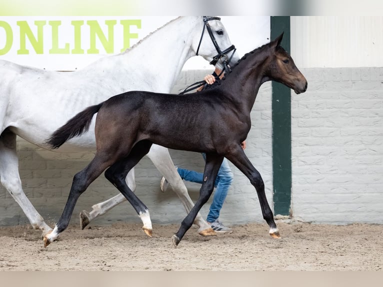 KWPN Hengst Veulen (06/2026) Zwartbruin in Heerde
