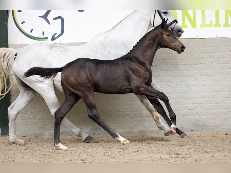 KWPN Hengst Veulen (06/2026) Zwartbruin in Heerde