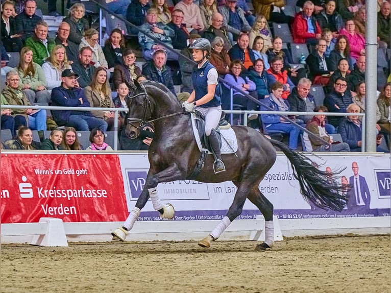 KWPN Hengst Zwartbruin in Adelheidsdorf