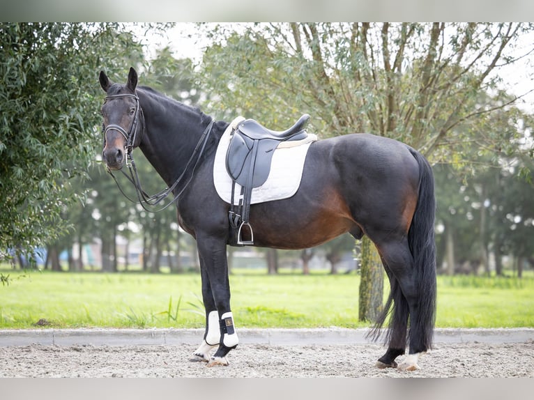 KWPN Hingst 16 år 170 cm Mörkbrun in Sliedrecht