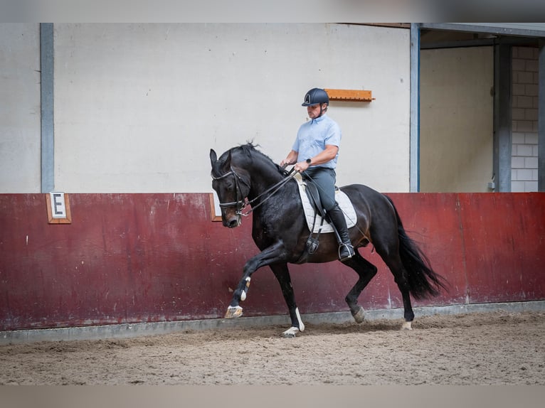 KWPN Hingst 16 år 170 cm Mörkbrun in Sliedrecht