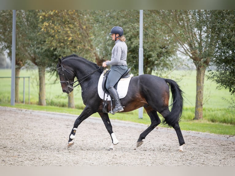 KWPN Hingst 16 år 170 cm Mörkbrun in Sliedrecht