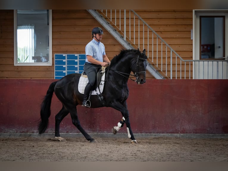 KWPN Hingst 16 år 170 cm Mörkbrun in Sliedrecht