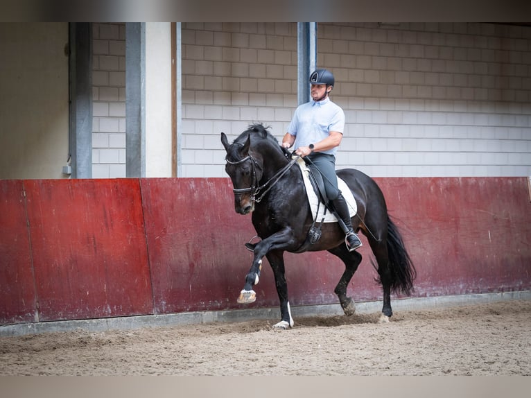 KWPN Hingst 16 år 170 cm Mörkbrun in Sliedrecht