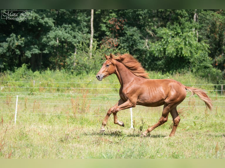 KWPN Hingst 1 år 160 cm Fux in Hengelo