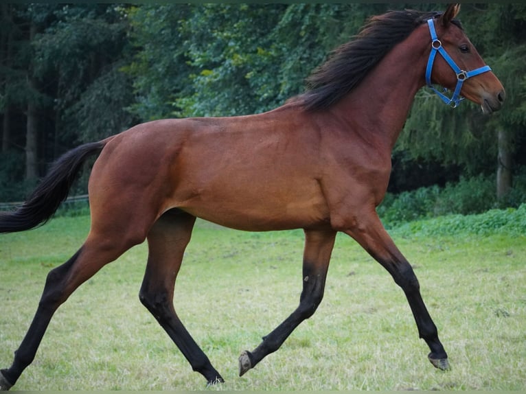 KWPN Hingst 1 år 168 cm Brun in Nettersheim