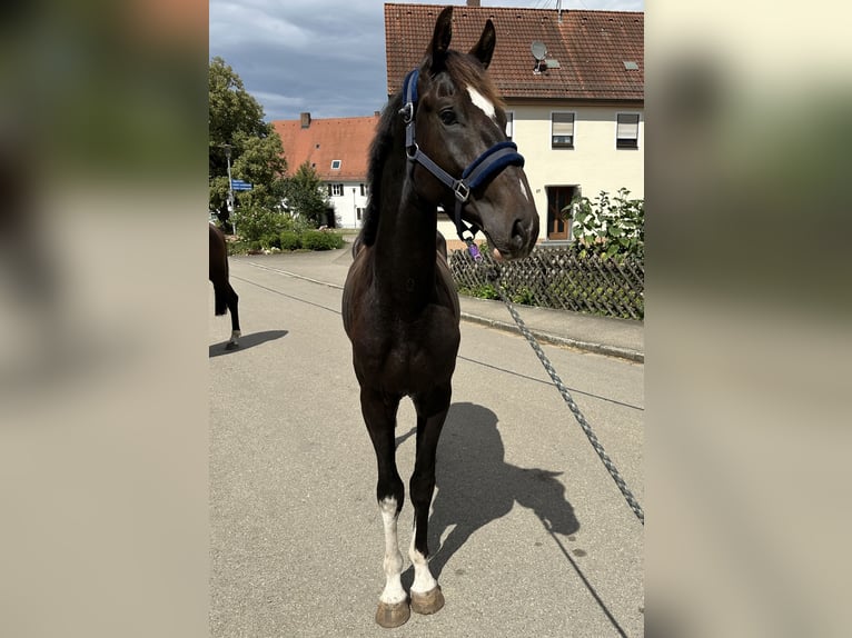 KWPN Hingst 2 år 165 cm Mörkbrun in UlmUlm