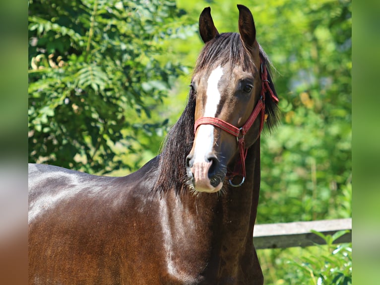 KWPN Hingst 2 år 167 cm Fux in KAMNIK