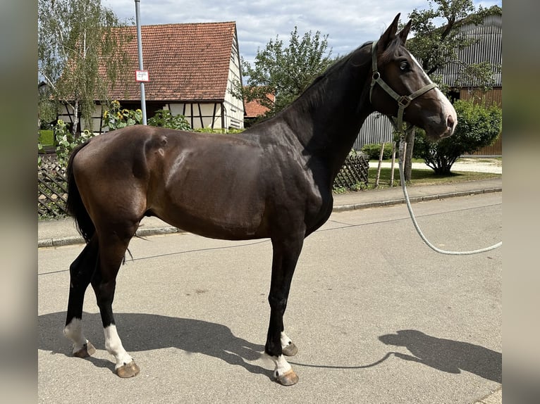 KWPN Hingst 2 år 167 cm Mörkbrun in Ulm