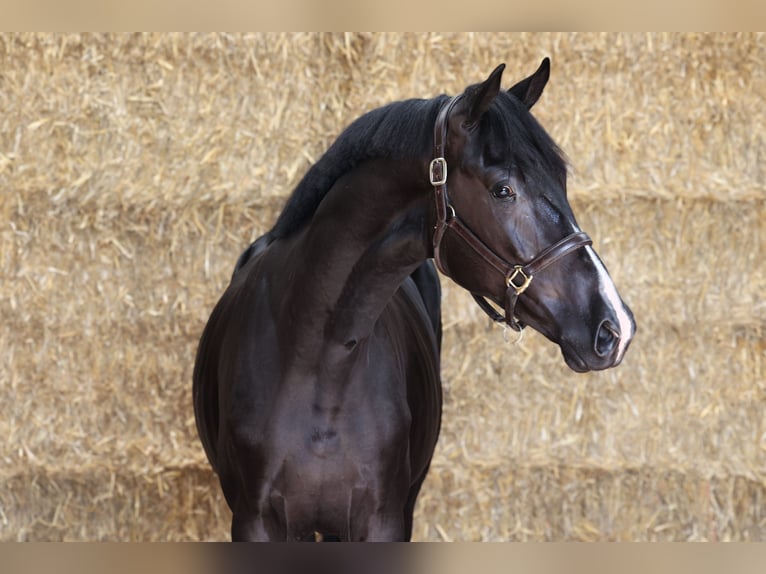 KWPN Hingst 2 år 169 cm Svart in GROTE-BROGEL