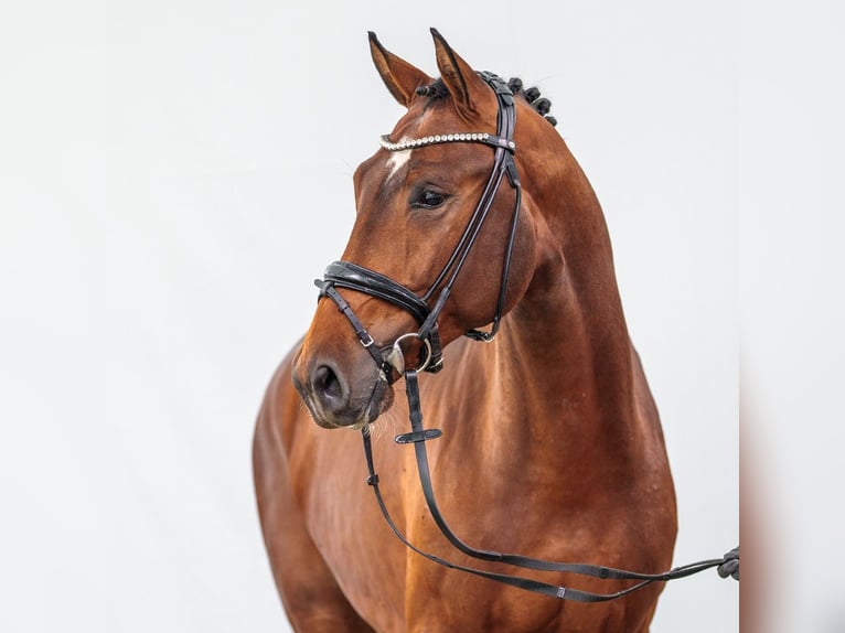 KWPN Hingst 2 år 170 cm Brun in Münster