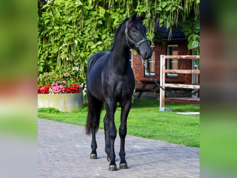 KWPN Hingst 2 år 170 cm Svart in Rees