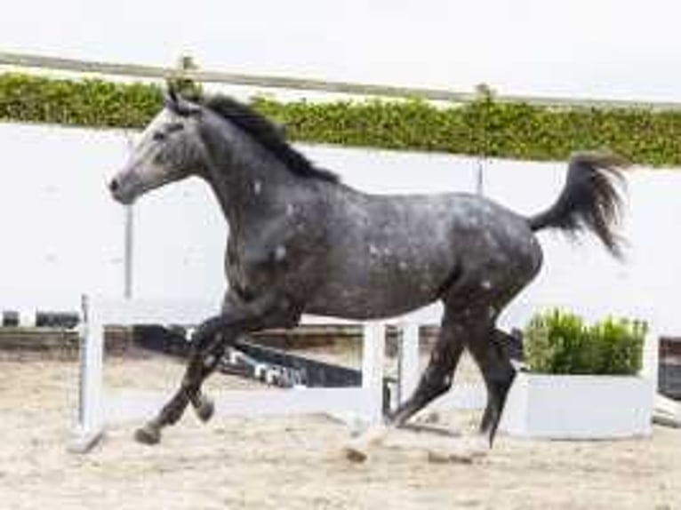 KWPN Hingst 2 år 171 cm Grå in Waddinxveen