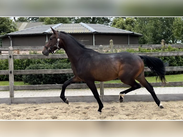 KWPN Hingst 2 år Brun in Kalmthout