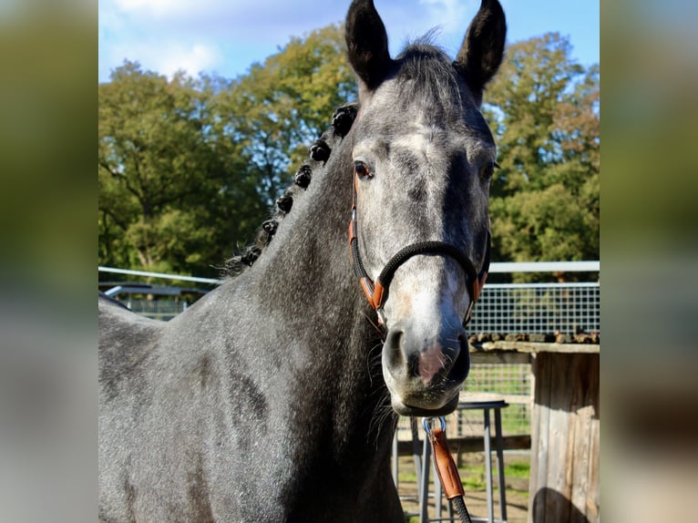 KWPN Hingst 3 år 163 cm Grå in Meppen