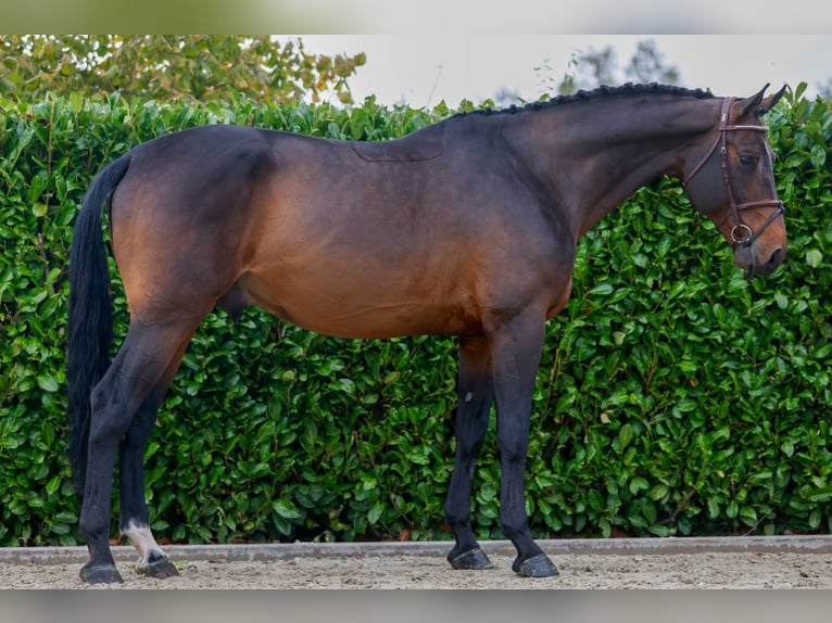 KWPN Hingst 5 år 172 cm Brun in Kinrooi