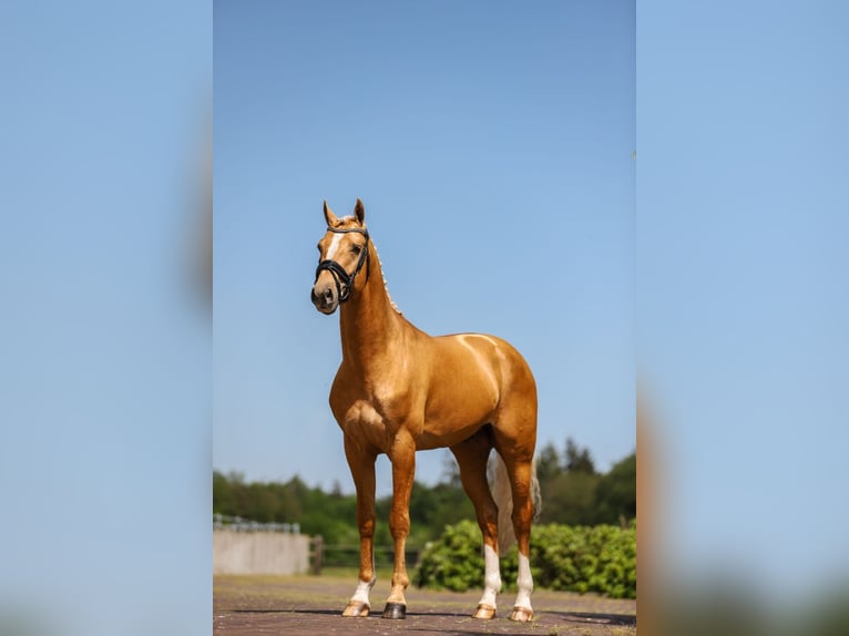 KWPN Hingst 5 år 175 cm Palomino in Ansen