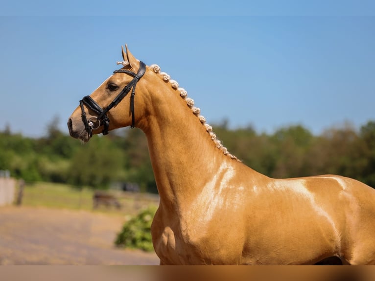 KWPN Hingst 5 år 175 cm Palomino in Ansen