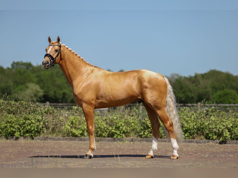 KWPN Hingst 5 år 175 cm Palomino in Ansen