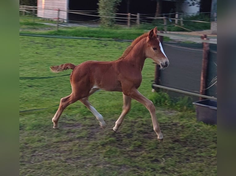 KWPN Hingst 5 år 175 cm Palomino in Ansen