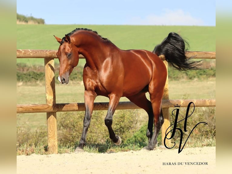 KWPN Hingst 9 år 172 cm Brun in Grury