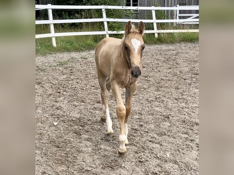 KWPN Hingst Föl (05/2024) 166 cm Palomino in Zell