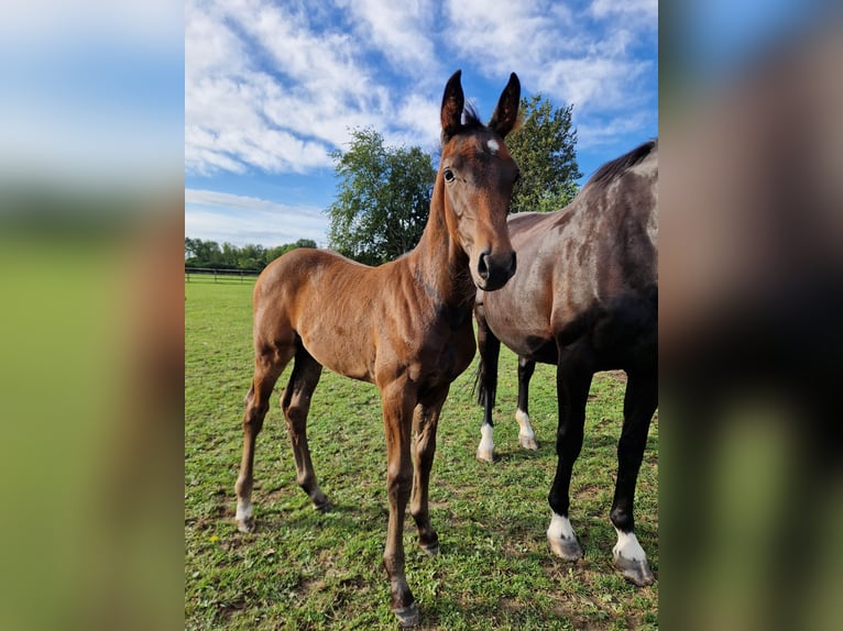 KWPN Hingst Föl (07/2024) 168 cm Mörkbrun in Maastricht