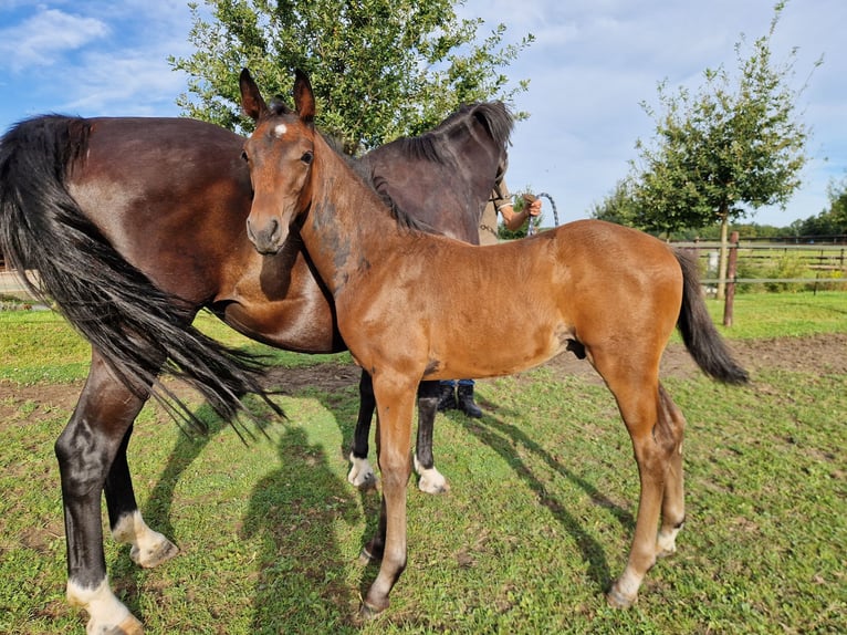 KWPN Hingst Föl (07/2024) 168 cm Mörkbrun in Maastricht