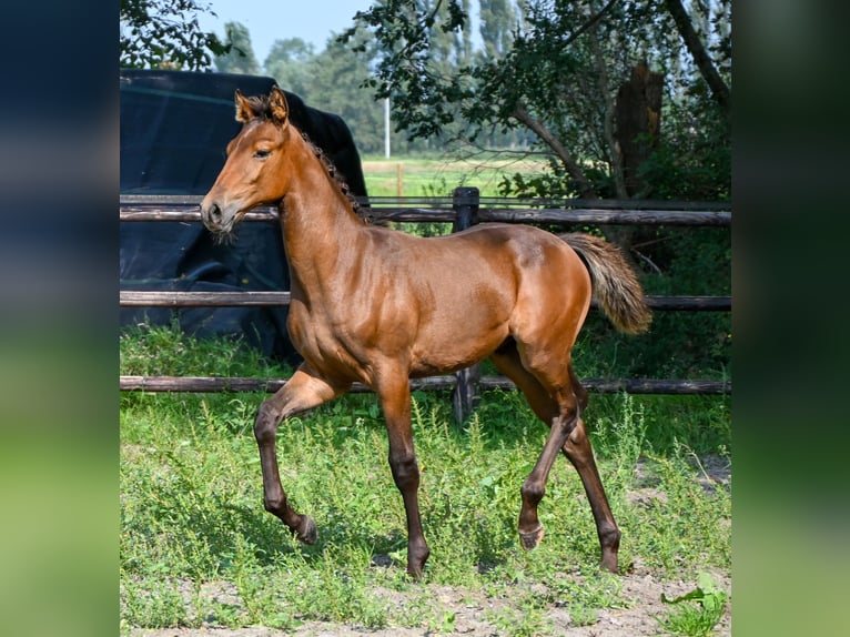 KWPN Hingst Föl (05/2024) 168 cm Mörkbrun in Broeksterwâld