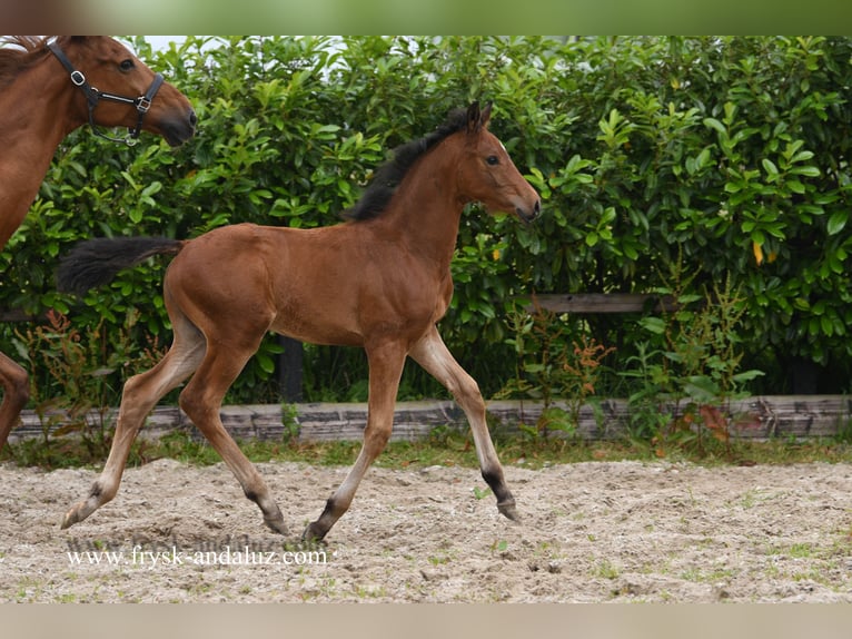 KWPN Hingst Föl (04/2024) 170 cm Brun in Mijnsheerenland