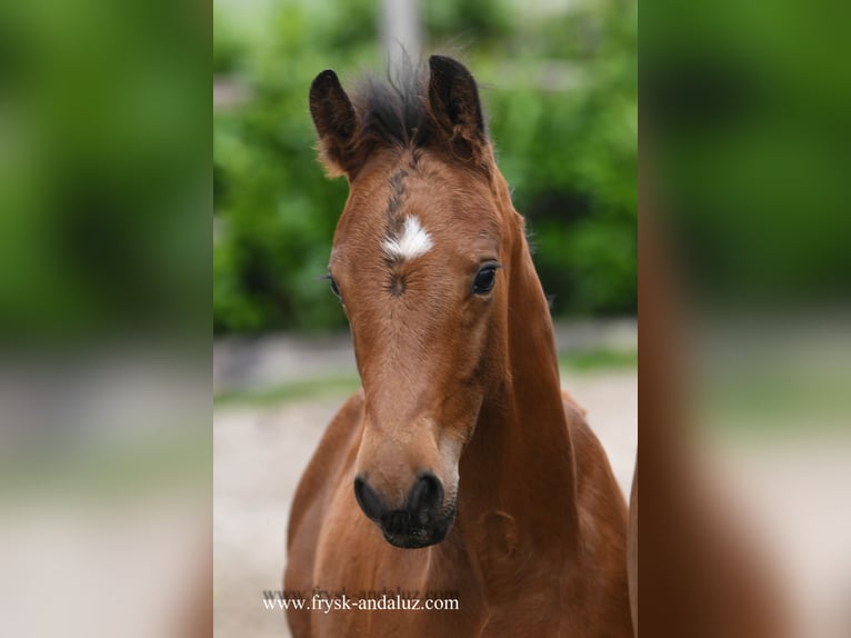 KWPN Hingst Föl (04/2024) 170 cm Brun in Mijnsheerenland