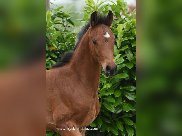 KWPN Hingst Föl (04/2024) 170 cm Brun in Mijnsheerenland