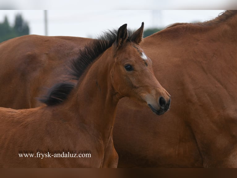 KWPN Hingst Föl (04/2024) 170 cm Brun in Mijnsheerenland